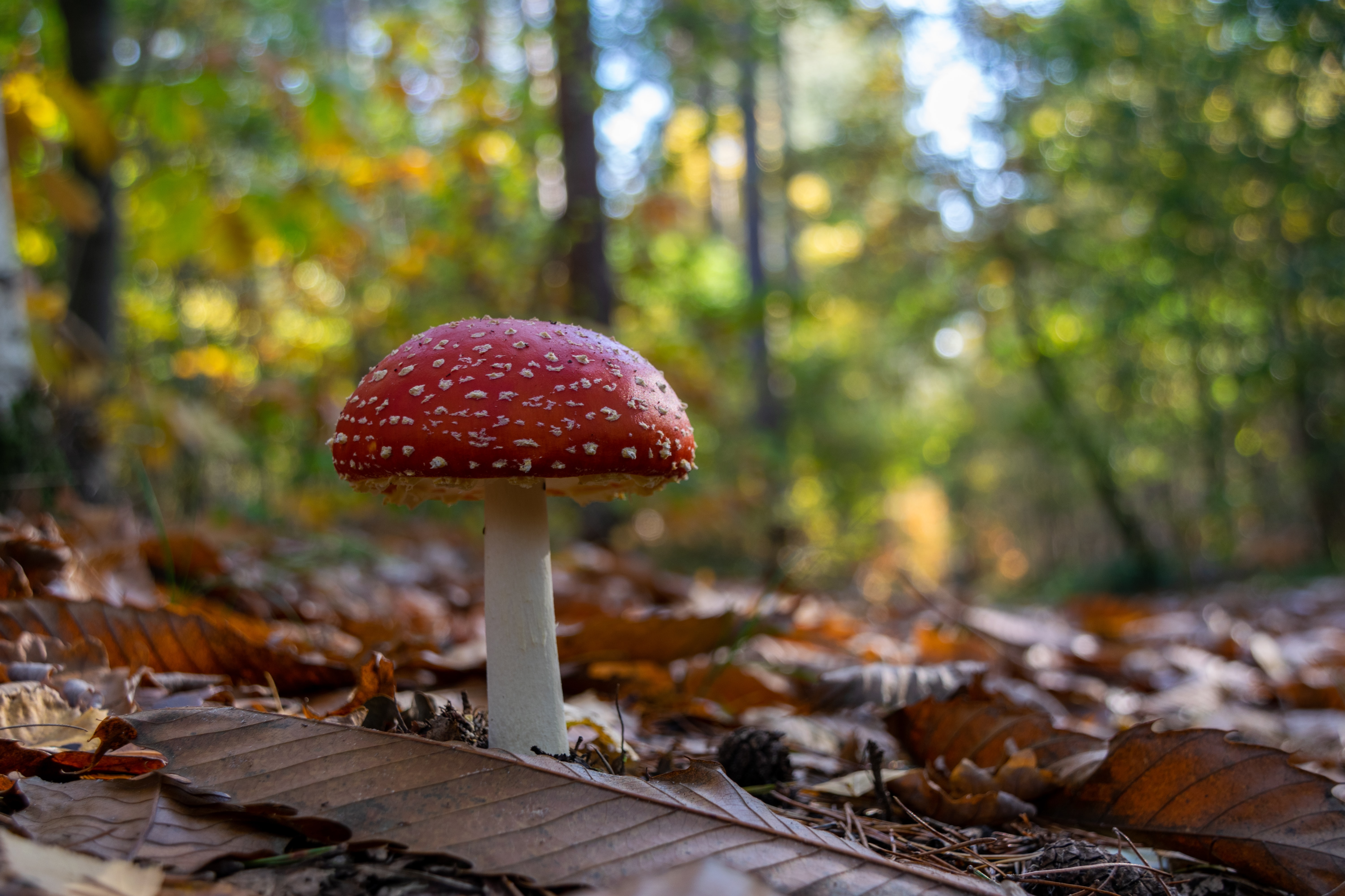 Champignons du Québec et du Canada