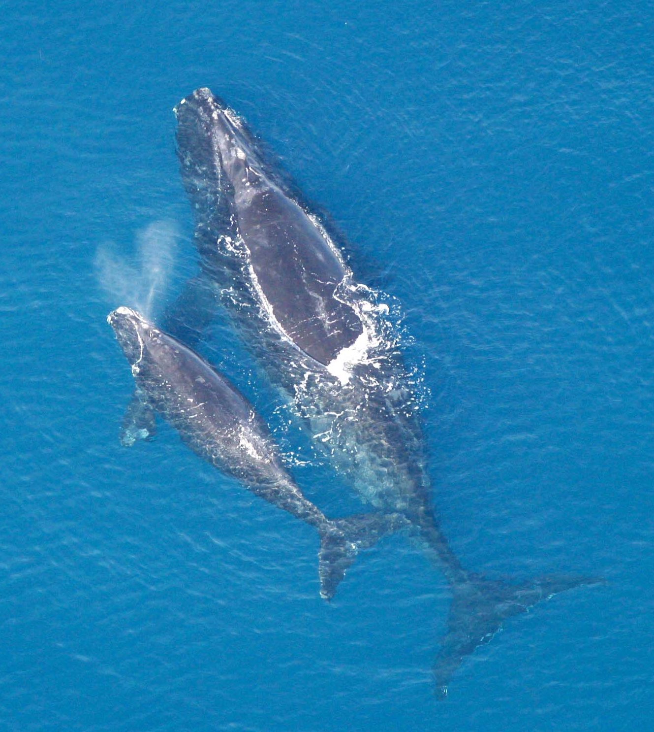 La photo montre une eau d'un bleu profond et éclatant. Au centre de la photo, on doit le dos de deux baleines franches qui sortent de l'eau, leur tête, nageoires et queues encore submergées mais visibles. Les deux baleines sont au centre de la photo, côte-à-côte. Celle à droite est visiblement plus grosse : il s'agit d'une baleine adulte. Celle à gauche est visiblement plus petite : il s'agit d'un baleineau. Ce dernier laisse échapper un souffle du trou sur sa crête dorsale. 