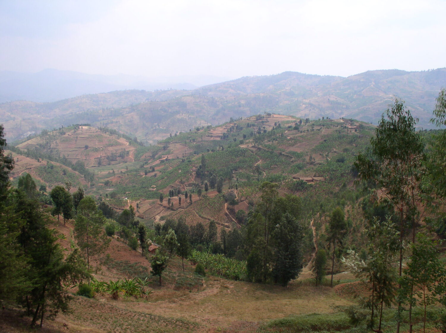 La photo montre les mille collines du Rwanda dans la région de Gitarama. On y voit de multiples petits monts et montagnes au sol brun, défriché, et vert, avec ses « spots » d'herbe et d'arbres. Le tout est illuminé par un soleil grisâtre.