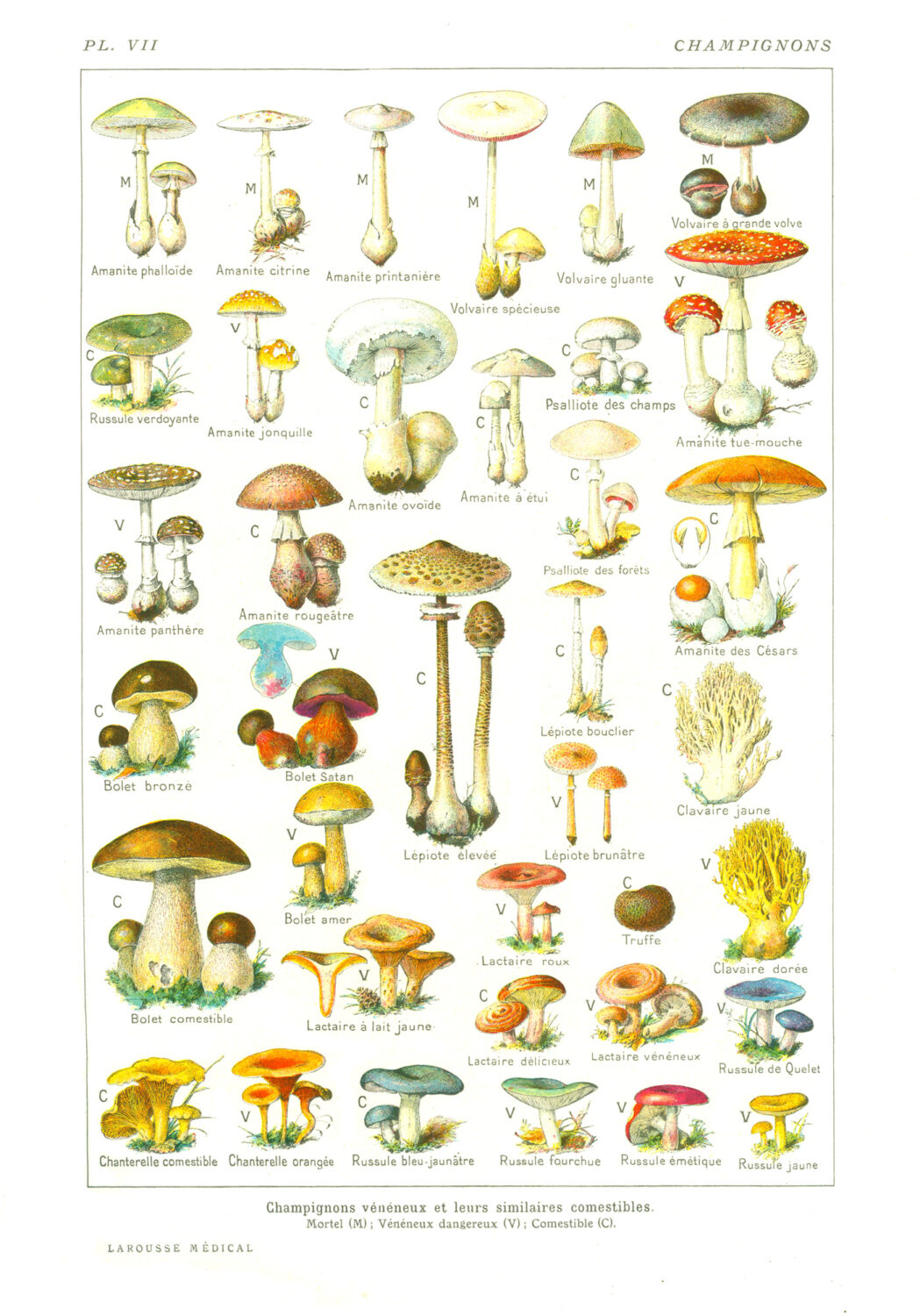 L'illustration en couleurs montre différents champignons et leurs semblables.