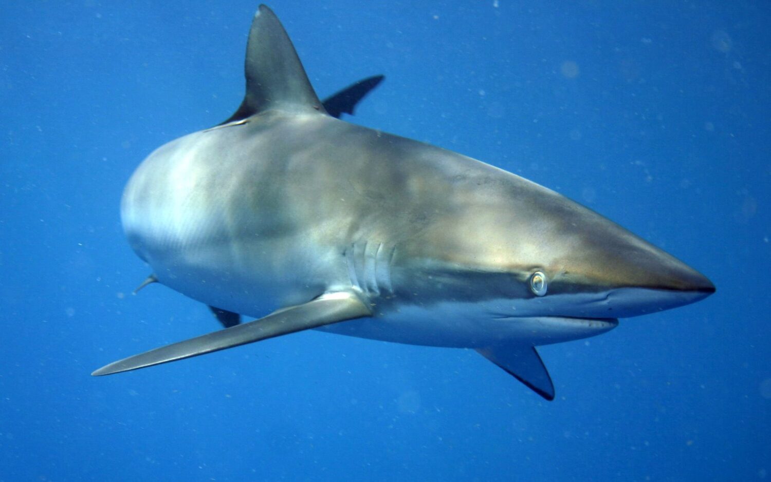 La photo montre un requin de face, légèrement tourné vers sa gauche, qui nage dans une eau bleu vive. Le requin est gris avec un ventre blanc et un nez légèrement allongé. 